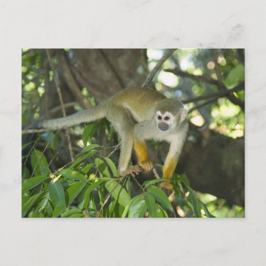 Common Squirrel Monkey(Saimiri sciureus)、Rio ポストカード (正面)