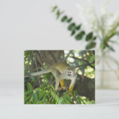 Common Squirrel Monkey(Saimiri sciureus)、Rio ポストカード (スタンド正面)