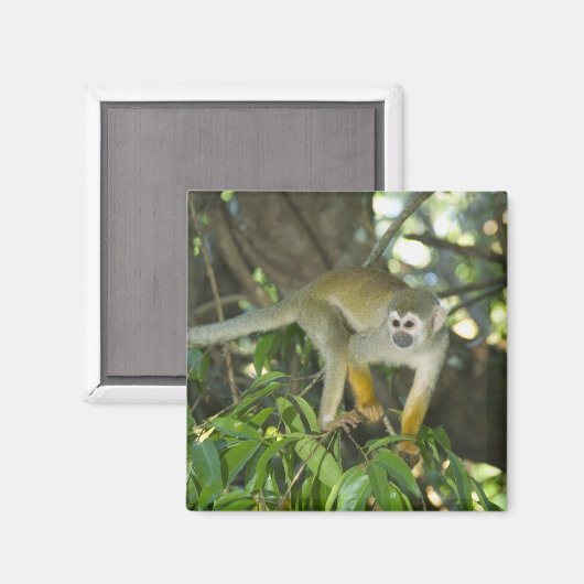 Common Squirrel Monkey(Saimiri sciureus)、Rio マグネット (正面/裏面)