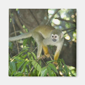 Common Squirrel Monkey(Saimiri sciureus)、Rio マグネット (正面)