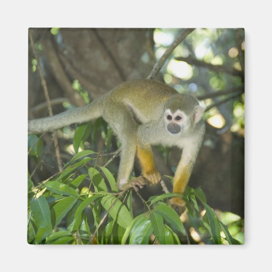 Common Squirrel Monkey(Saimiri sciureus)、Rio マグネット (正面)