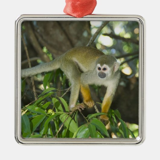 Common Squirrel Monkey(Saimiri sciureus)、Rio メタルオーナメント (正面)