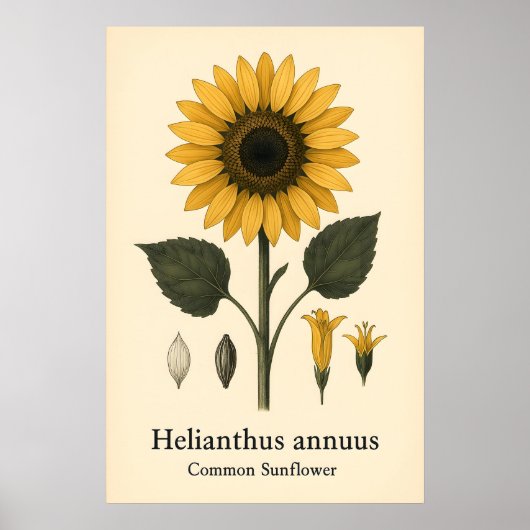 Common Sunflower Plant A2 A3 A4 Matte Art Print ポスター (正面)