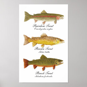 Common Trout Artポスター ポスター