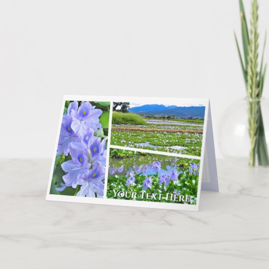 Common Water Hyacinth カード (正面)