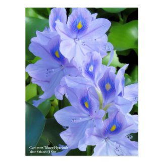 Common Water Hyacinth：Postcard ポストカード