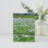 Common Water Hyacinth：Postcard ポストカード (スタンド正面)