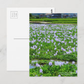 Common Water Hyacinth：Postcard ポストカード (正面/裏面)