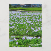 Common Water Hyacinth：Postcard ポストカード (正面)
