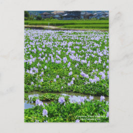 Common Water Hyacinth：Postcard ポストカード
