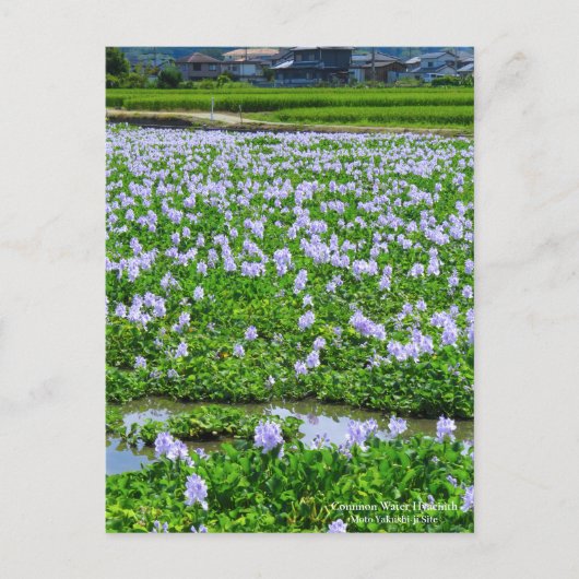 Common Water Hyacinth：Postcard ポストカード (正面)