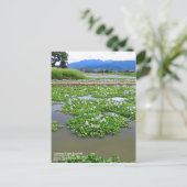 Common Water Hyacinth：Postcard ポストカード (スタンド正面)