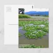 Common Water Hyacinth：Postcard ポストカード (正面/裏面)