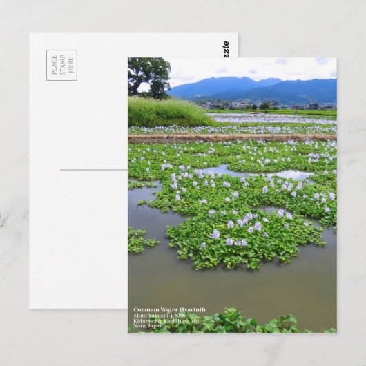 Common Water Hyacinth:Postcard ポストカード (正面/裏面)