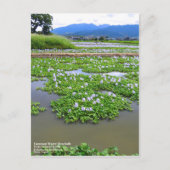 Common Water Hyacinth:Postcard ポストカード (正面)