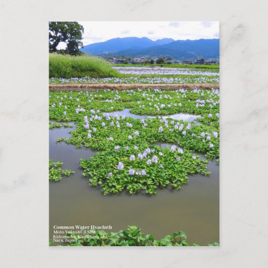 Common Water Hyacinth：Postcard ポストカード (正面)