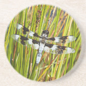 Common Whitetail Skimmer Dragonfly写真 コースター (正面)