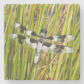Common Whitetail Skimmer Dragonfly写真 ストーンコースター (正面)