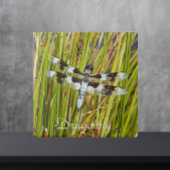 Common Whitetail Skimmer Dragonfly写真 タイル