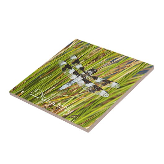 Common Whitetail Skimmer Dragonfly写真 タイル (側面)