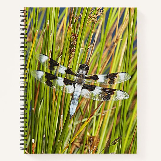 Common Whitetail Skimmer Dragonfly写真 ノートブック (正面)
