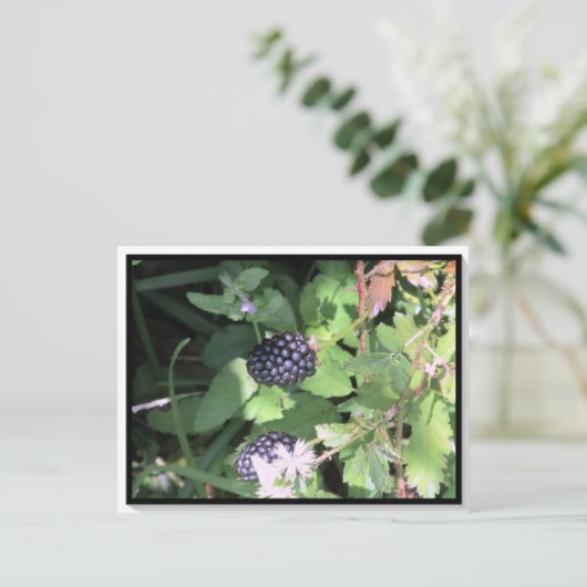 Common Wild Blackberry Postcrossing ポストカード (スタンド正面)