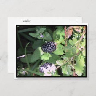Common Wild Blackberry Postcrossing ポストカード