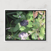 Common Wild Blackberry Postcrossing ポストカード (正面)