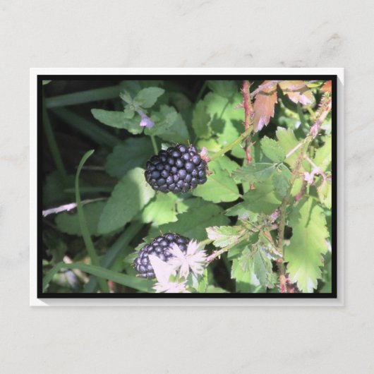 Common Wild Blackberry Postcrossing ポストカード (正面)