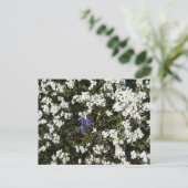 Common Yarrow & Grape Hyacinth DIYはがき シーズンポストカード (スタンド正面)