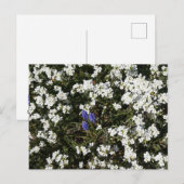 Common Yarrow & Grape Hyacinth DIYはがき シーズンポストカード (正面/裏面)