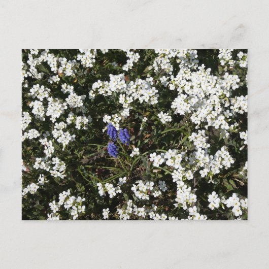 Common Yarrow & Grape Hyacinth DIYはがき シーズンポストカード (正面)