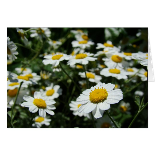 Concentre (正面横)