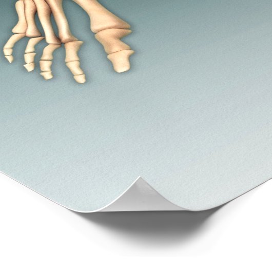 Conceptual Image Of Bones In Human Legs And Feet ポスター (角)