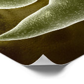 Conceptual Image Of Euglena 3 ポスター (角)