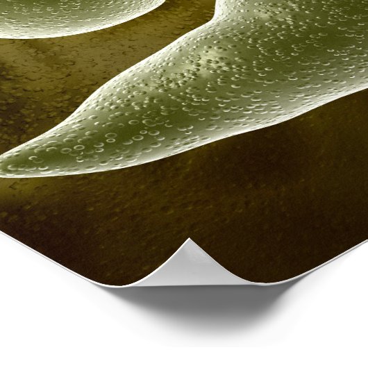 Conceptual Image Of Euglena 3 ポスター (角)