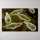 Conceptual Image Of Euglena 3 ポスター (正面)