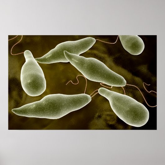 Conceptual Image Of Euglena 3 ポスター (正面)
