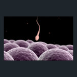 Conceptual Image Of Fertilization ポスター<br><div class="desc">Conceptual image of fertilization.</div>