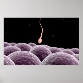 Conceptual Image Of Fertilization ポスター (正面)