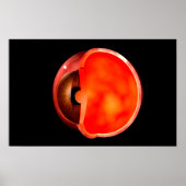 Conceptual Image Of Human Eye Cross Section 1 ポスター (正面)