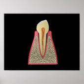 Conceptual Image Of Human Tooth 2 ポスター (正面)