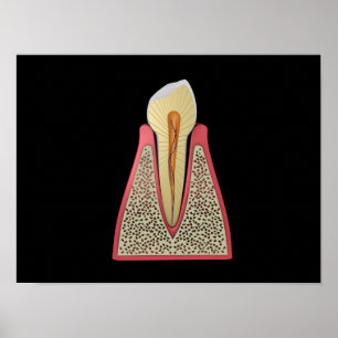Conceptual Image Of Human Tooth 2 ポスター
