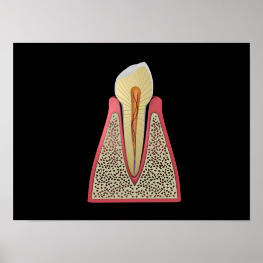 Conceptual Image Of Human Tooth 2 ポスター (正面)