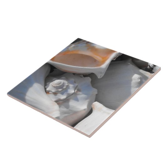 Conchシェルのクローズアップ タイル (側面)