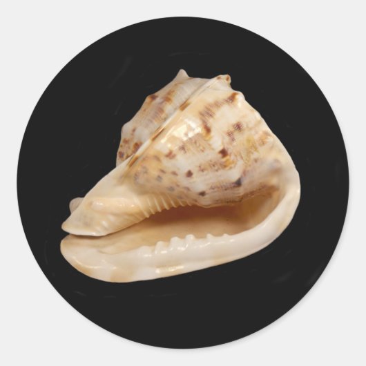 Conchシェルシール ラウンドシール (正面)