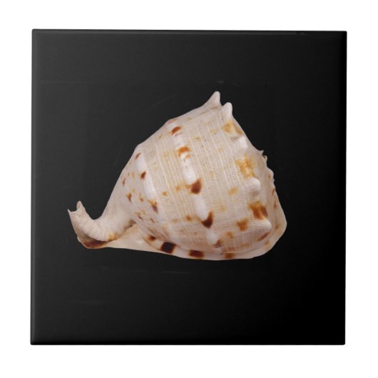 Conchシェルセラミック写真タイル タイル (正面)