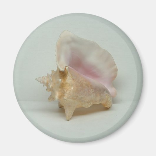 CONCHシェルマグネット（円形） マグネット (正面)