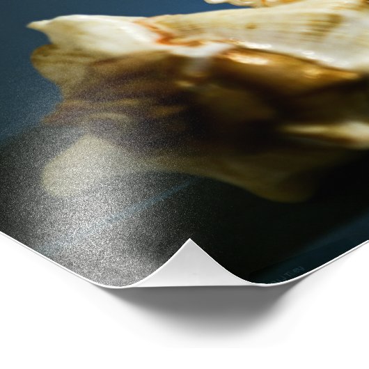 Conch 3335写真 フォトプリント            (角)
