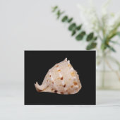 Conch Shellはがき ポストカード (スタンド正面)